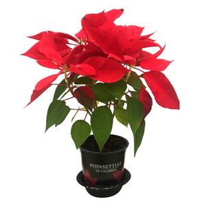 Poinsettia de navidad mediana