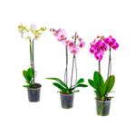 Orquideas-colombianas