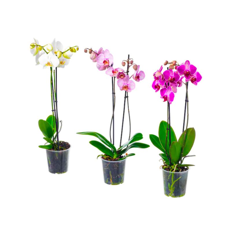 Orquideas-colombianas